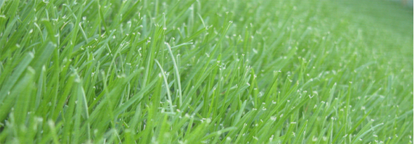 Aeration and Over Seeding