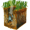 Aeration and Over Seeding